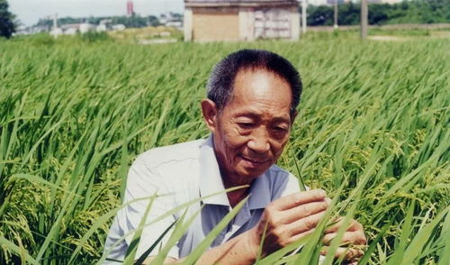 稻香绵长 永远是光 阜南县育新幼儿园缅怀袁隆平爷爷
